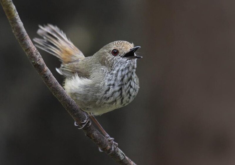 Small Bird on Branch — Brown, Natural