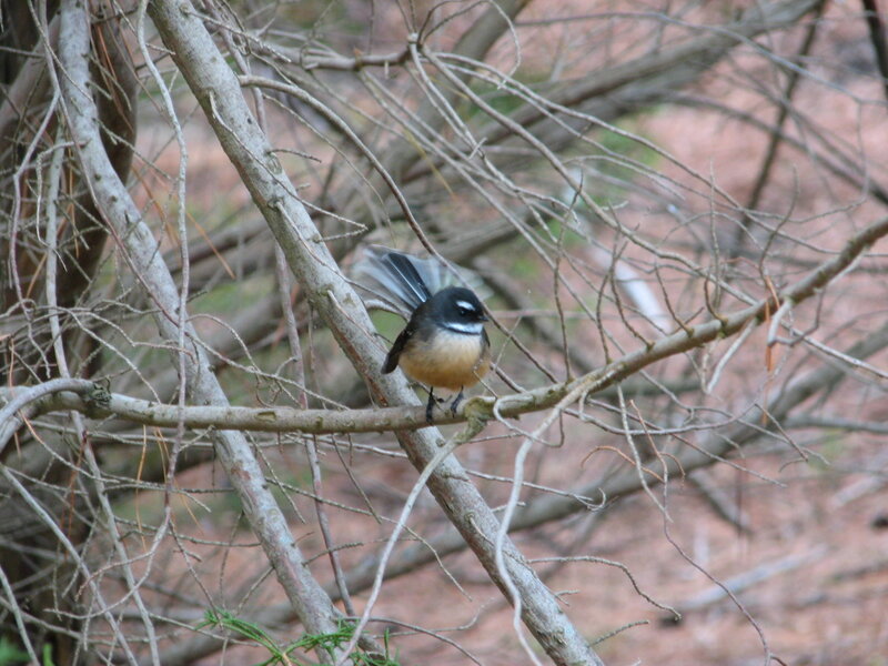 Small Bird on Branch — Brown