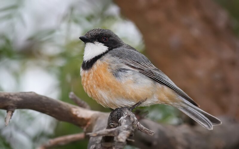 Small Bird on Branch — Gray, Calm, Photograph