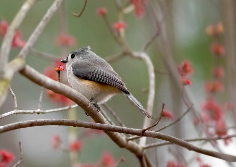 Small Bird on Branch — Gray, Calm