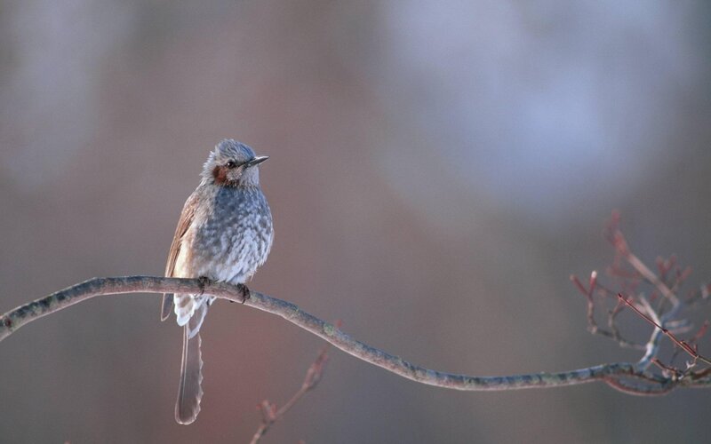 Small Bird on Branch — Gray, Calm, Winter
