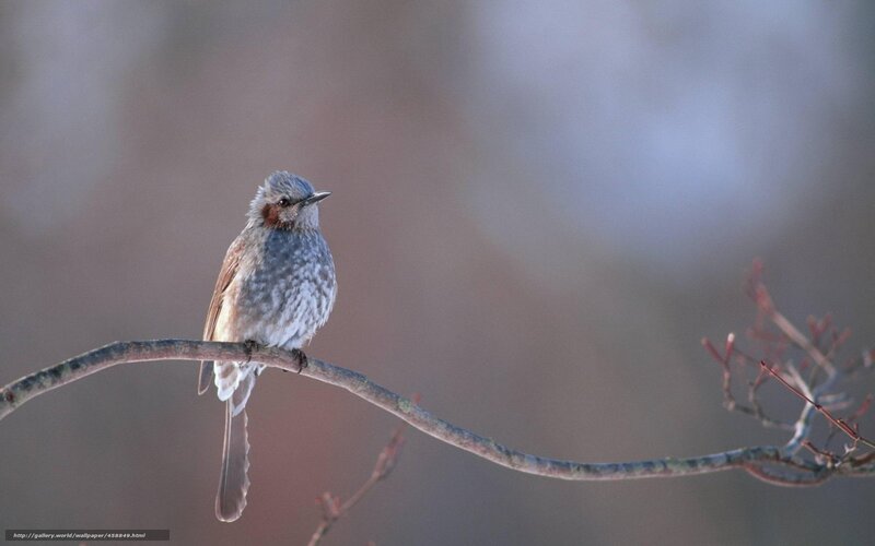Small Bird on Branch — Gray, Serene