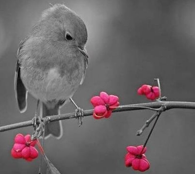 Small Bird on Branch — Gray