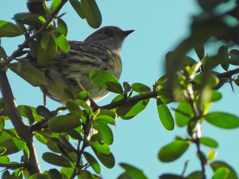 Small Bird on Branch — Green, Calm, Afternoon