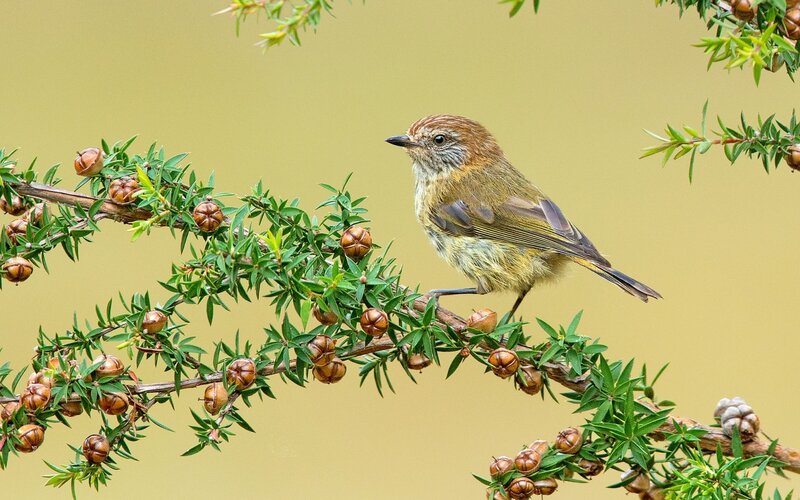 Small Bird on Branch — Green, Calm, Morning, Photograph, Berries