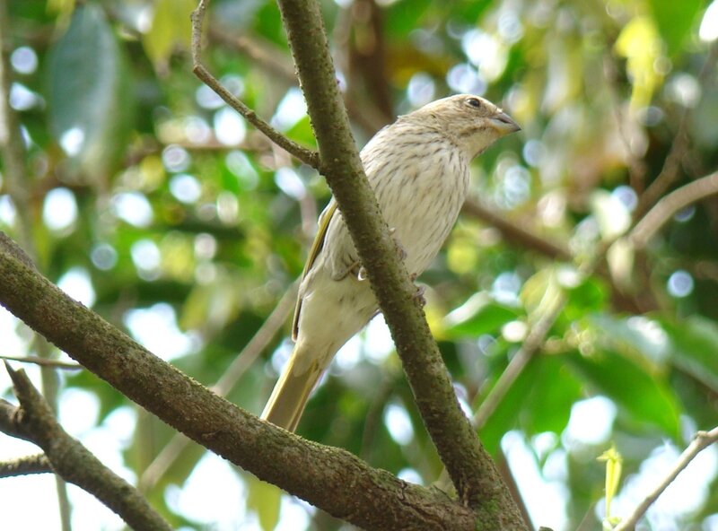 Small Bird on Branch — Green, Calm, Morning, Photograph, Leaves
