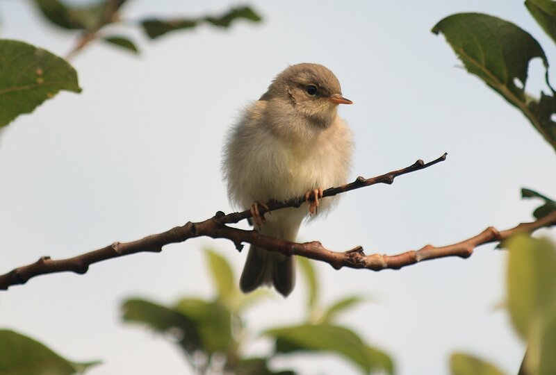 Small Bird on Branch — Green, Calm, Morning
