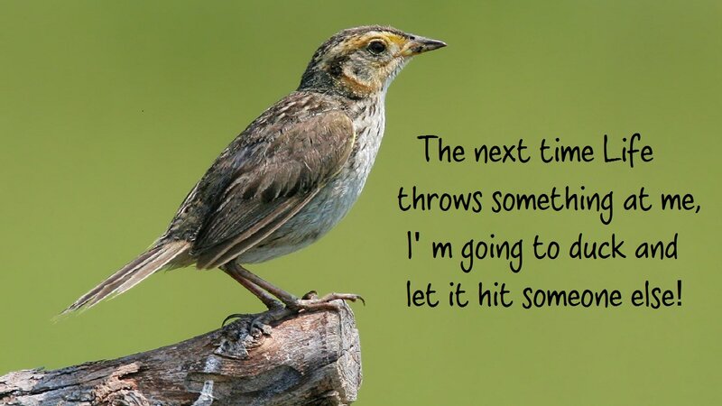 Small Bird on Branch — Green, Calm, Photograph, Text