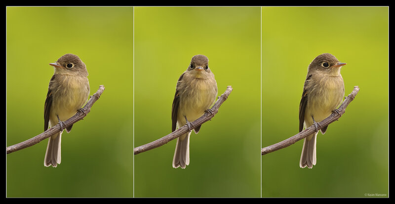 Small Bird on Branch — Green, Calm, Photograph