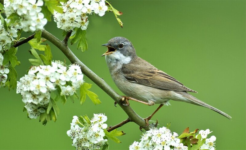 Small Bird on Branch — Green, Calm, Spring