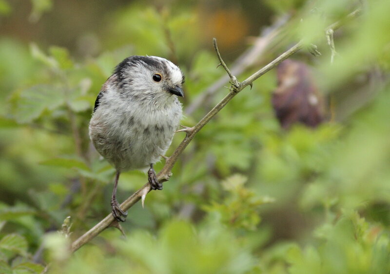 Small Bird on Branch — Green, Calm