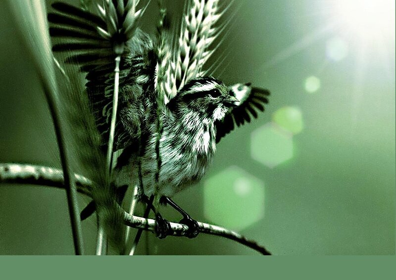 Small Bird on Branch — Green, Dramatic