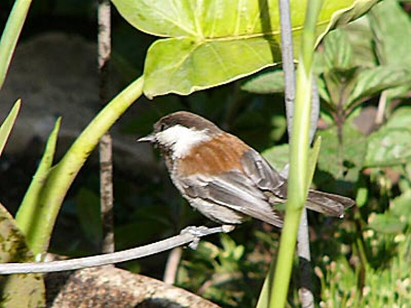 Small Bird on Branch — Green, Natural