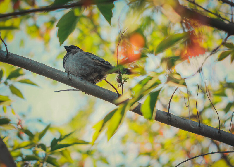 Small Bird on Branch — Green, Serene, Afternoon, Photograph, Leaves