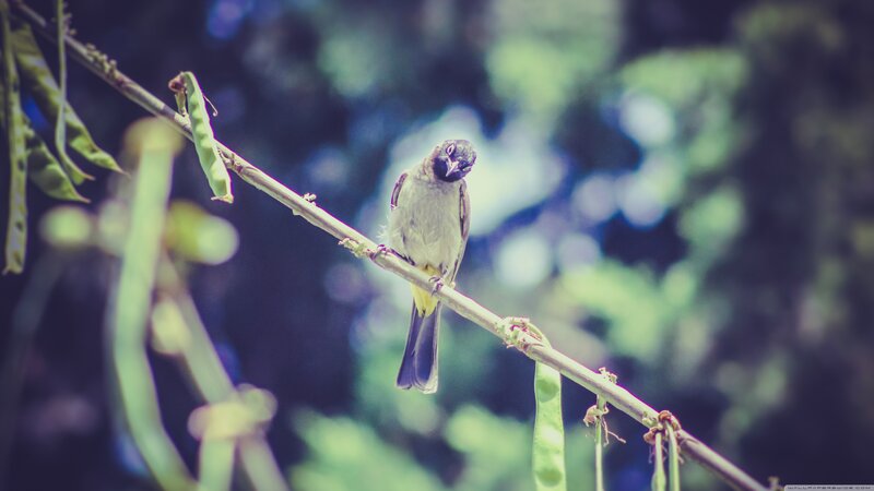 Small Bird on Branch — Green, Serene, Afternoon, Photograph, Seed Pods