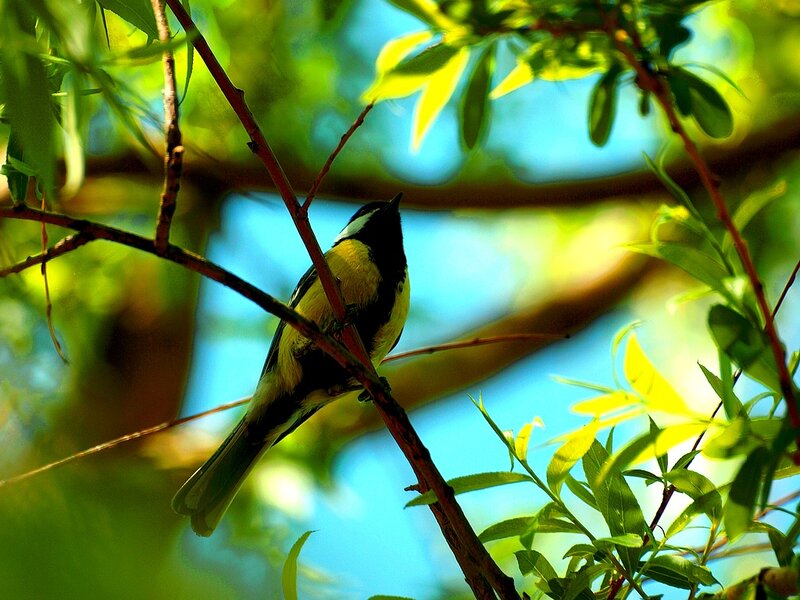 Small Bird on Branch — Green, Serene, Afternoon