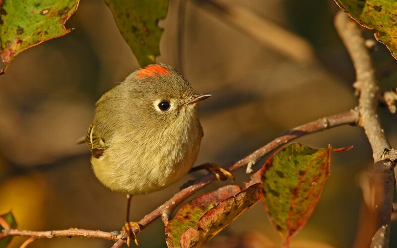 Small Bird on Branch — Green, Serene, Autumn