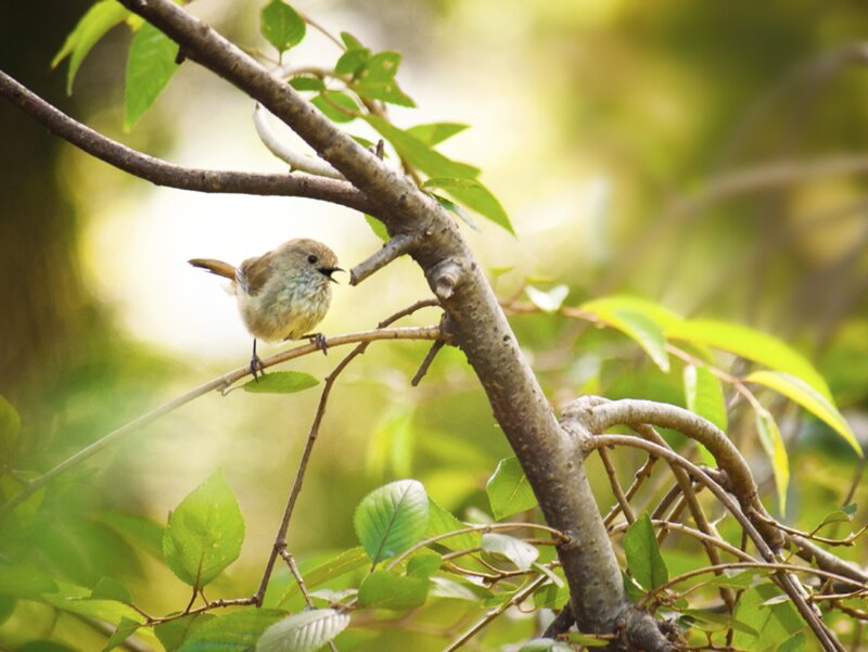 Small Bird on Branch — Green, Serene, Morning