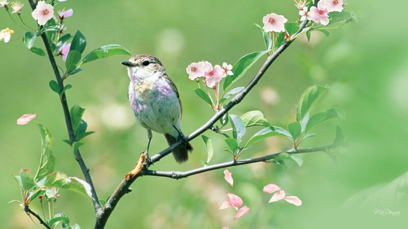 Small Bird on Branch — Green, Serene, Spring, Photograph, Flowers, Leaves