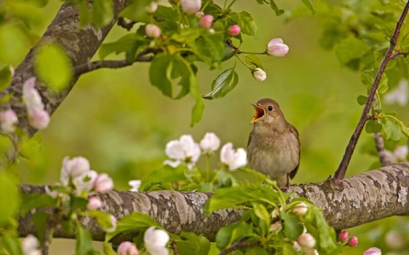 Small Bird on Branch — Green, Serene, Spring, Photograph, Flowers, Tree Branches