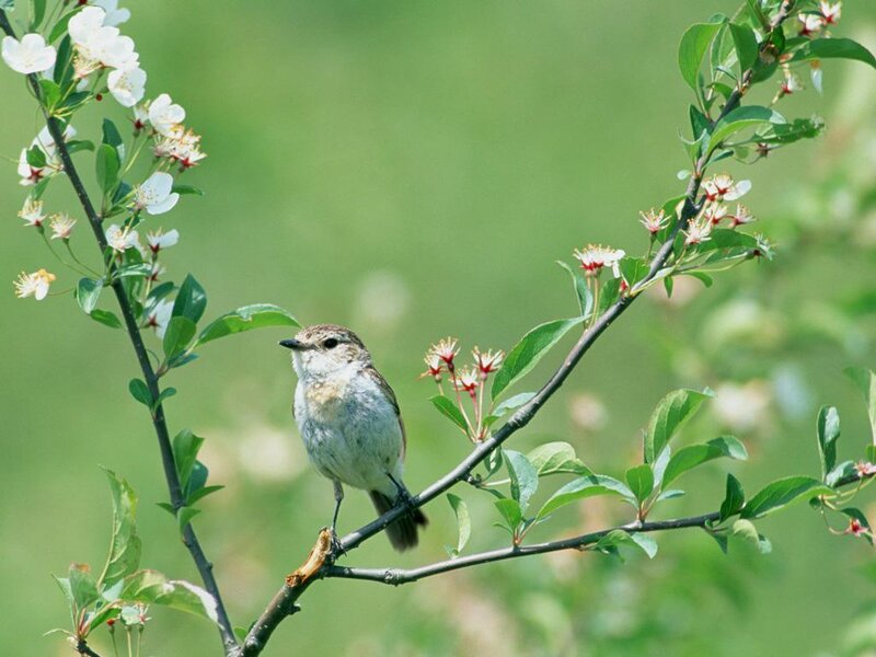 Small Bird on Branch — Green, Serene, Spring, Photograph