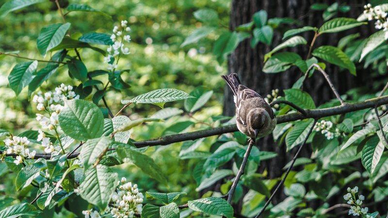 Small Bird on Branch — Green, Serene, Spring, Photograph, Tree