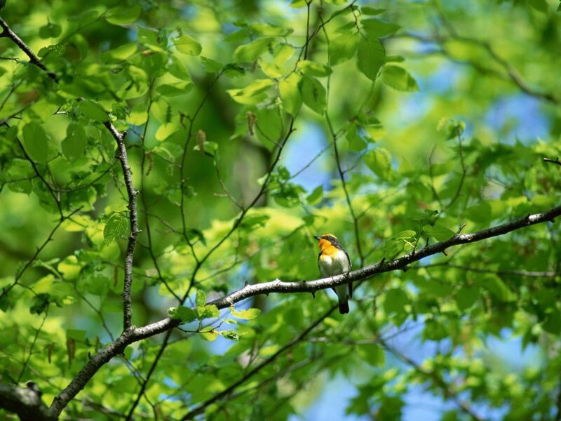 Small Bird on Branch — Green, Serene, Spring