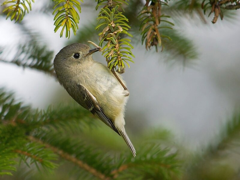 Small Bird on Branch — Green