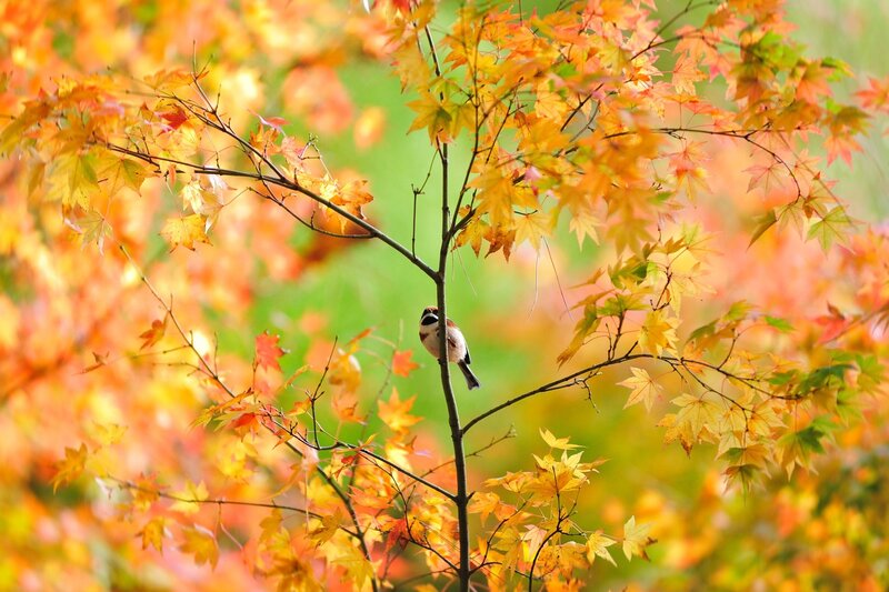 Small Bird on Branch — Orange, Serene