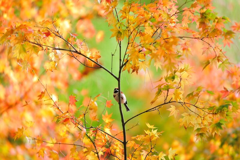 Small Bird on Branch — Orange