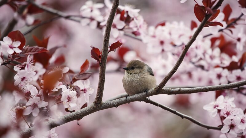 Small Bird on Branch — Pink, Serene, Spring, Photograph, Flowers, Leaves