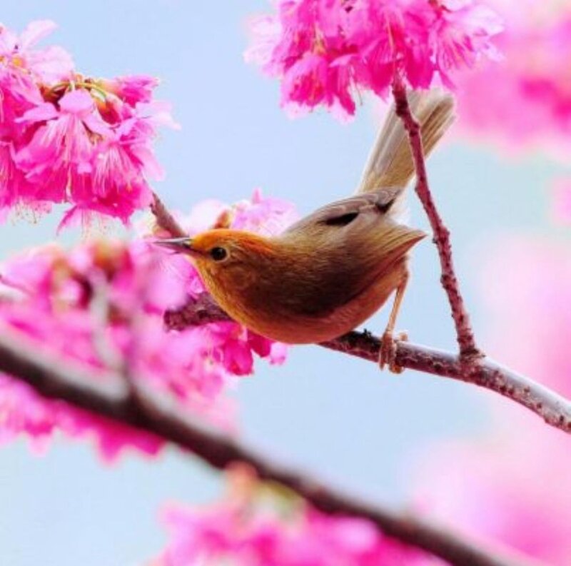 Small Bird on Branch — Pink, Serene, Spring, Photograph