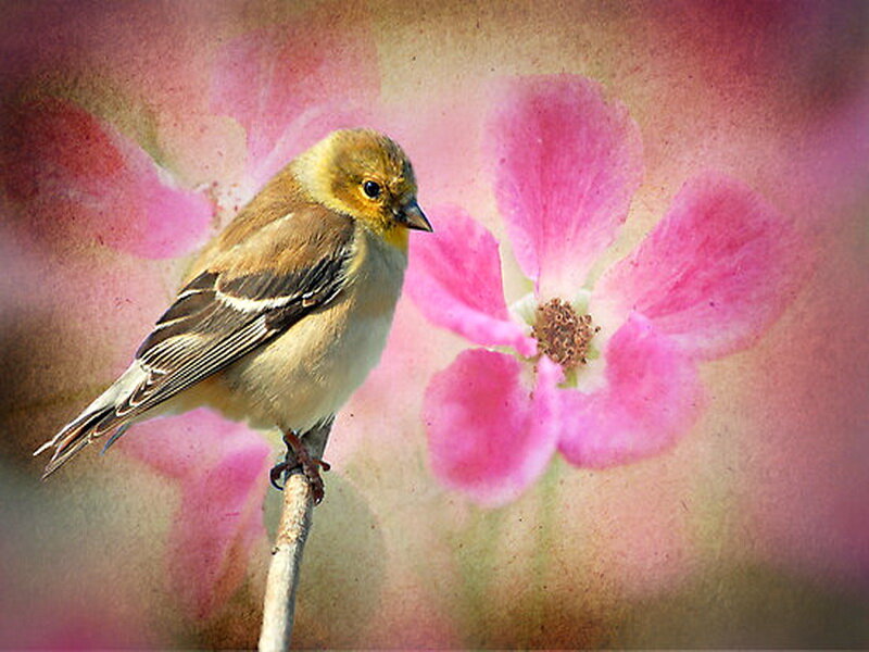 Small Bird on Branch — Pink, Serene