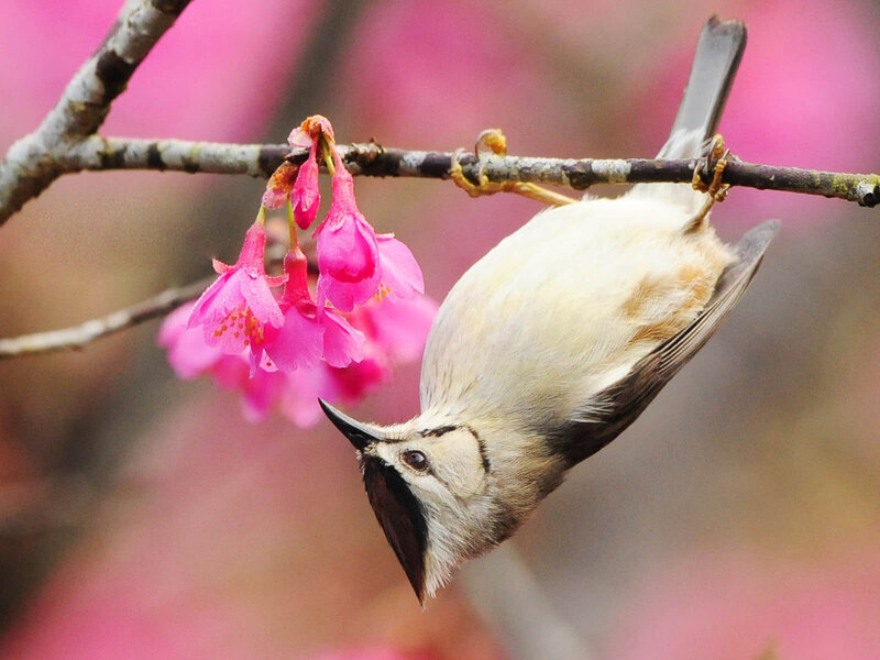 Small Bird on Branch — Pink