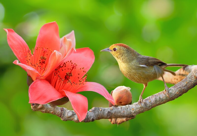 Small Bird on Branch — Red, Serene
