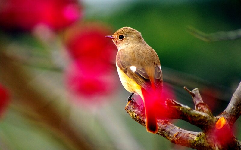 Small Bird on Branch — Red