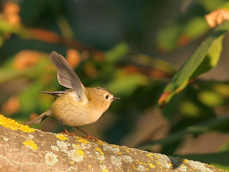 Small Bird on Branch
