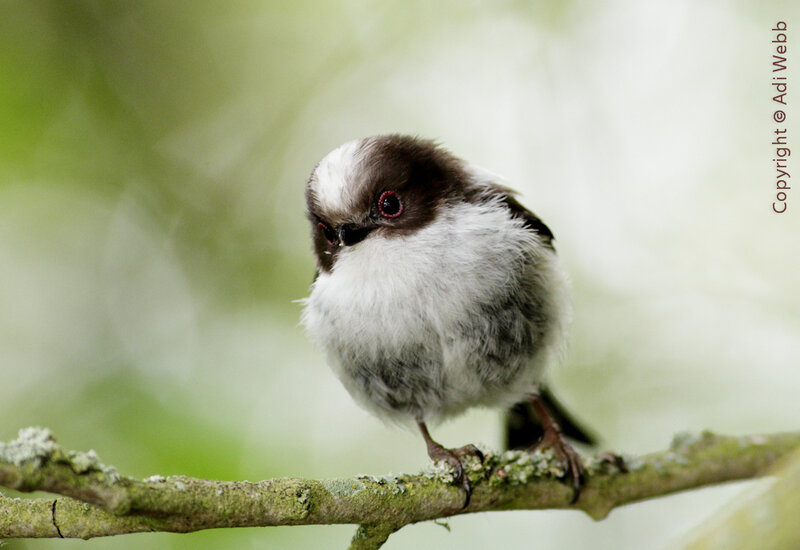 Small Bird on Branch — White