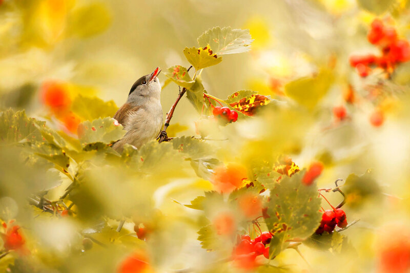 Small Bird on Branch — Yellow