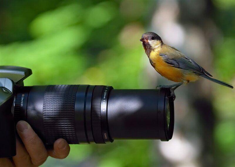 Small Bird on Camera Lens