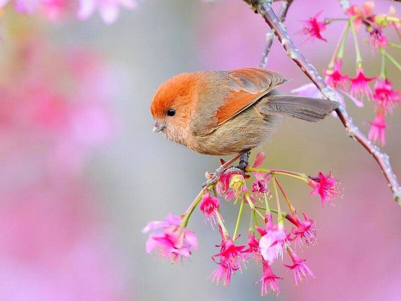Small Bird on Cherry Blossom — Pink, Serene