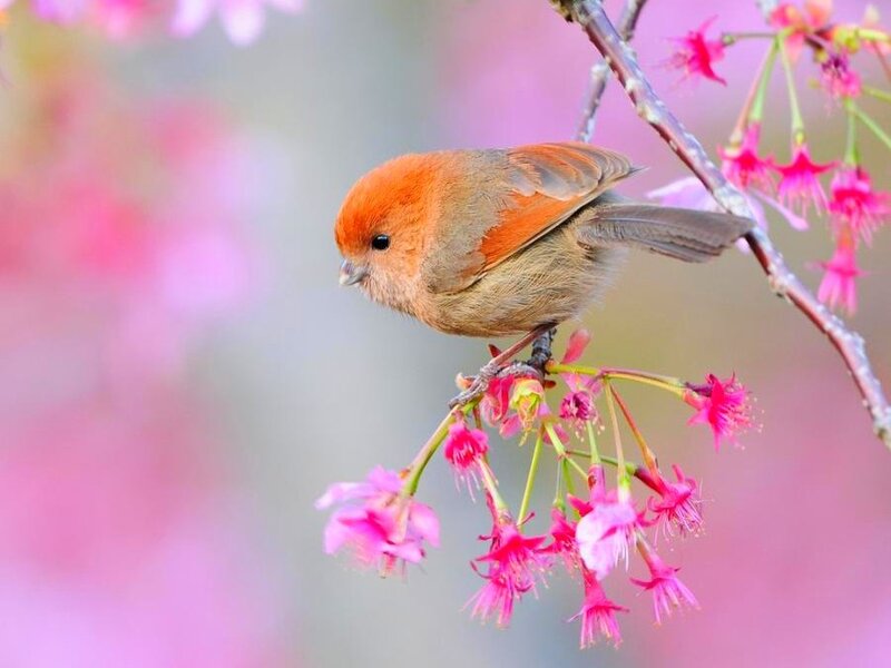 Small Bird on Cherry Blossom — Pink