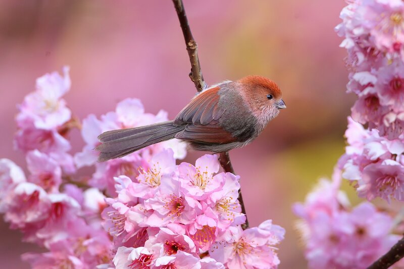 Small Bird on Cherry Blossom