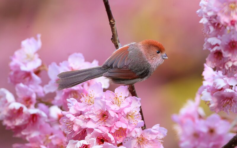 Small Bird on Cherry Blossoms