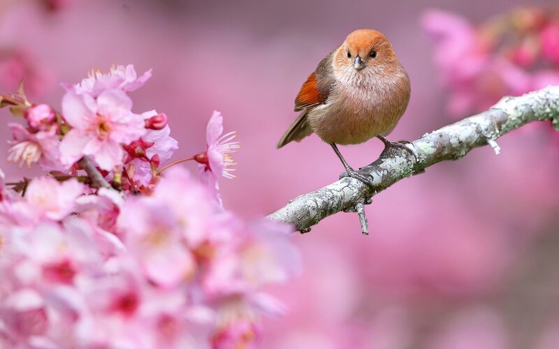 Small Bird on Cherry Branch — Pink, Serene, Spring, Photograph