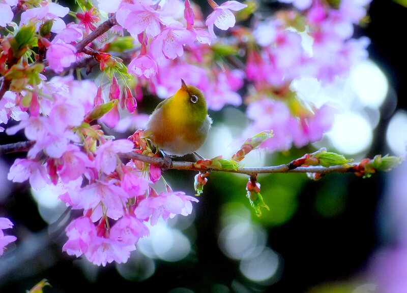 Small Bird on Cherry Branch — Pink, Serene, Spring