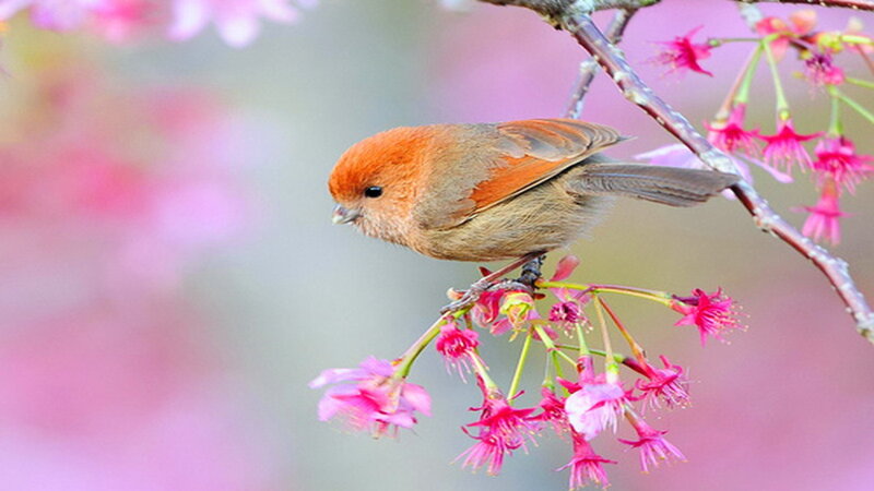 Small Bird on Cherry Branch — Pink