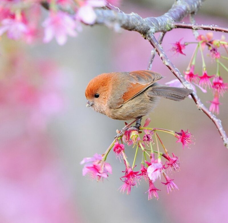 Small Bird on Cherry Branch
