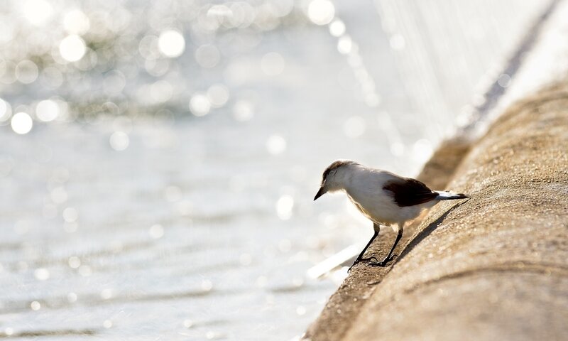 Small Bird on Concrete