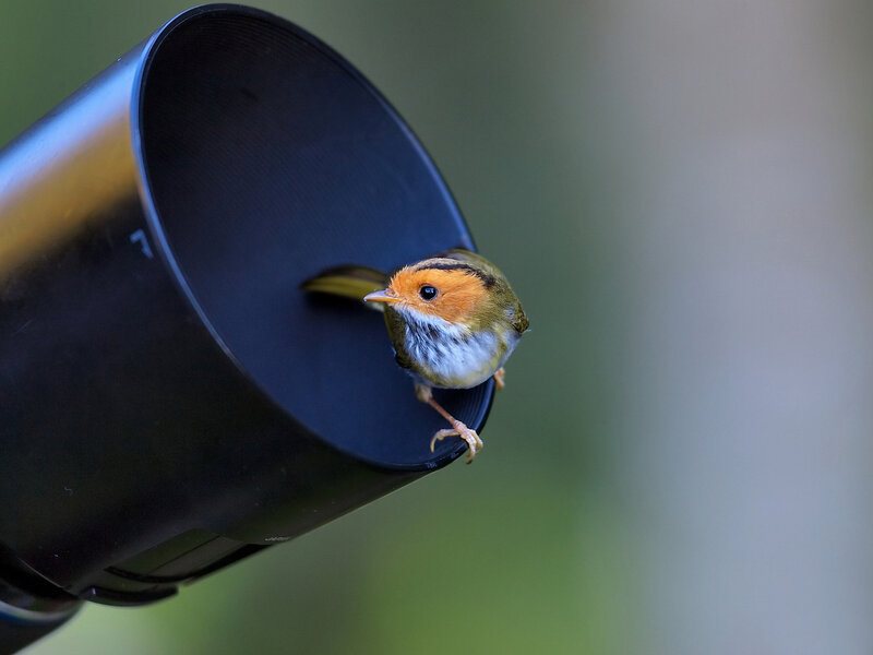 Small Bird on Feeder
